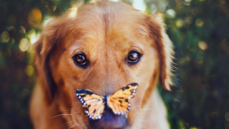 Golden Retriever with Butterfly — Brown, Calm