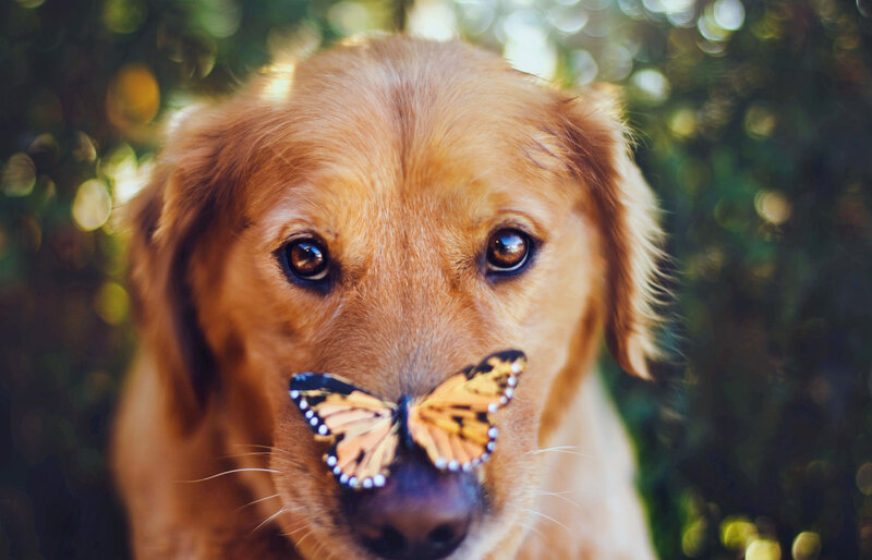 Golden Retriever with Butterfly — Brown, Serene