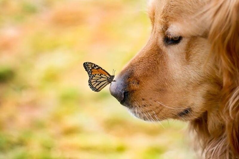 Golden Retriever with Butterfly — Brown