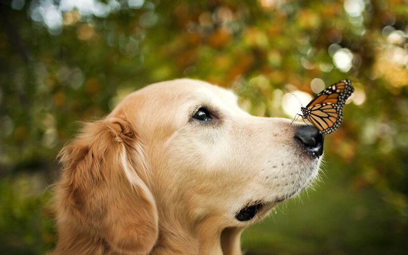 Golden Retriever with Butterfly — Gold, Serene