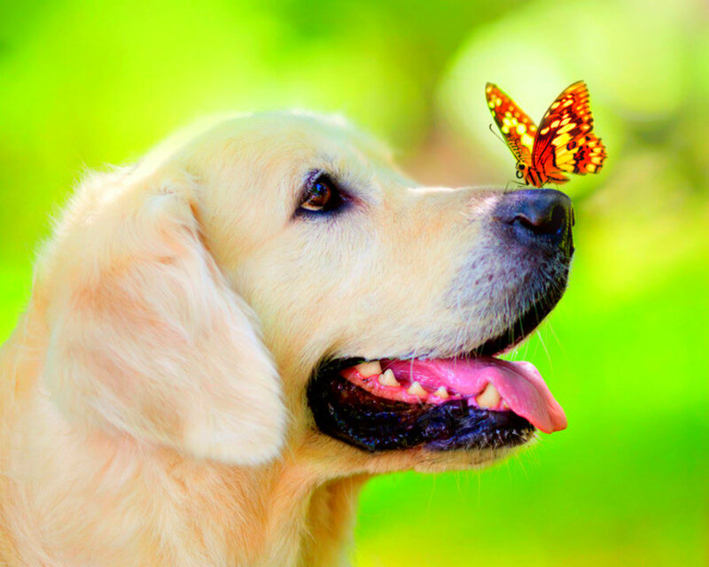Golden Retriever with Butterfly — Green