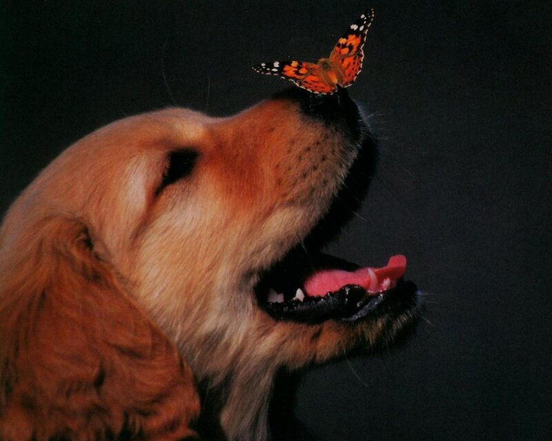 Golden Retriever with Butterfly