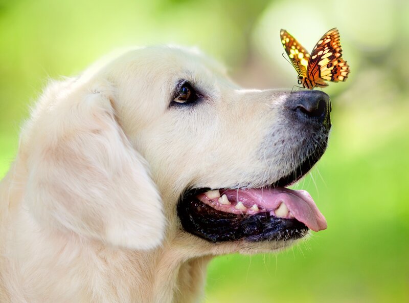 Golden Retriever with Butterfly — White, Serene