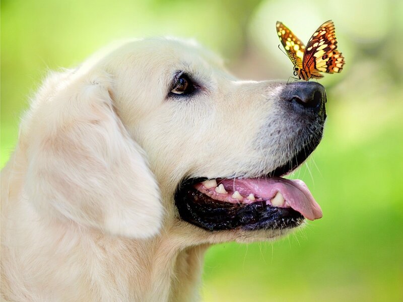 Golden Retriever with Butterfly — White