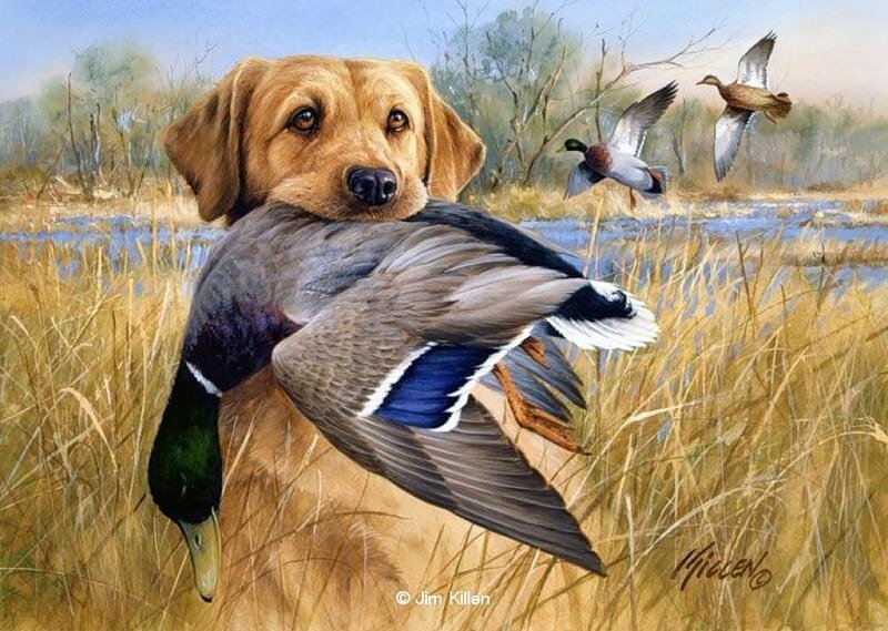 Golden Retriever with Duck