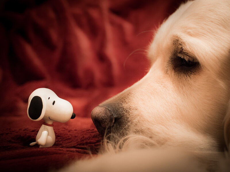 Golden Retriever with Figurine
