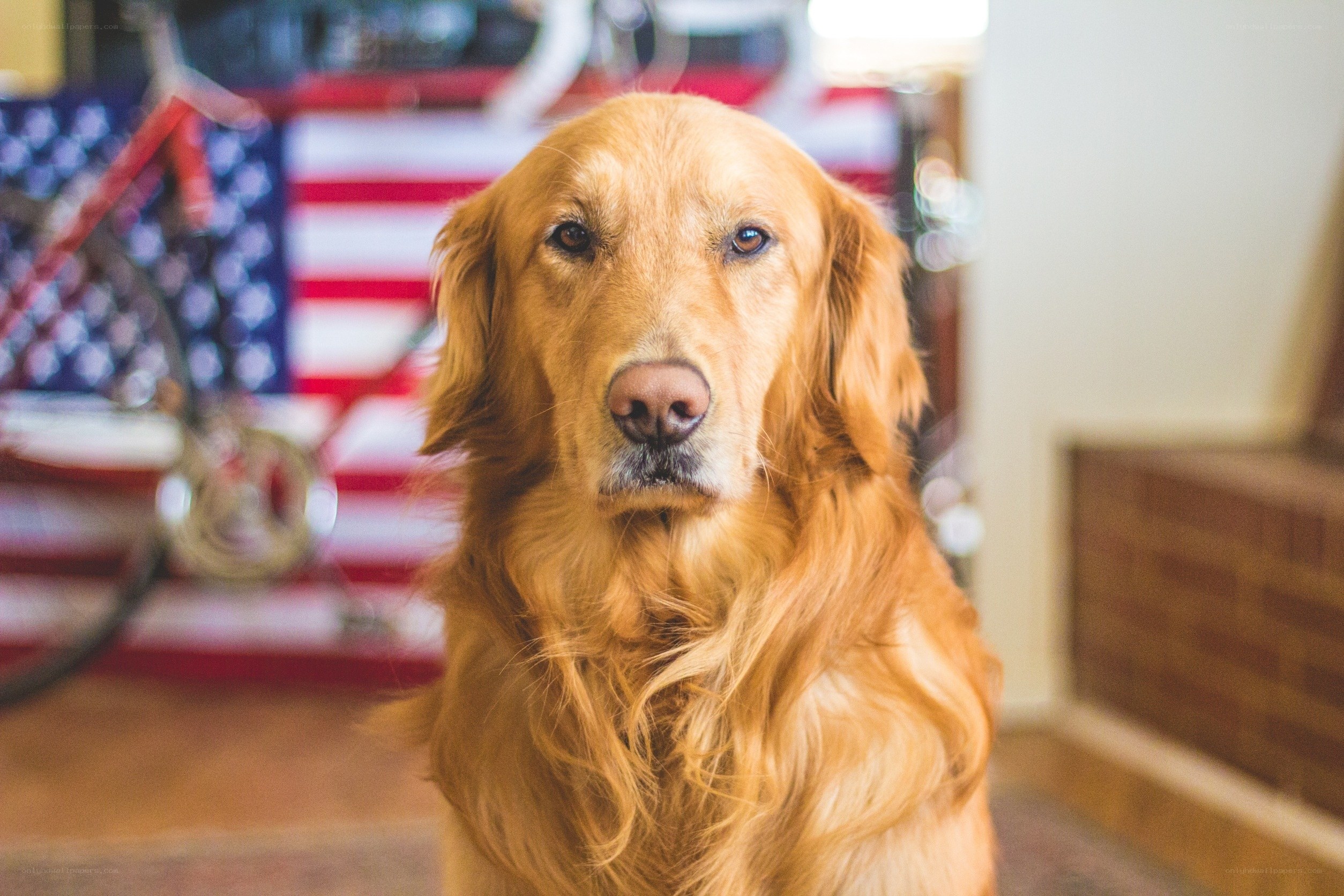 golden retriever with flag background