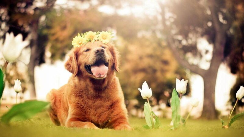 Golden Retriever with Flower Crown — Green, Serene