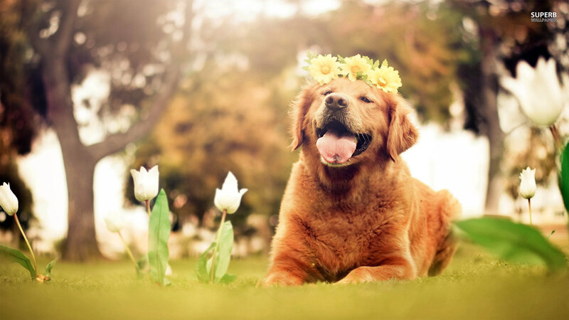 Golden Retriever with Flower Crown — Green