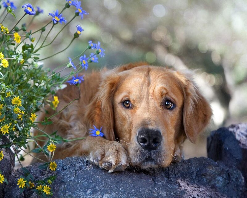 Golden Retriever with Flowers