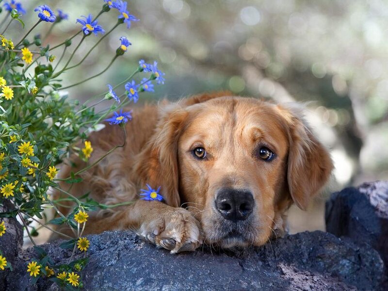 Golden retriever with flowers