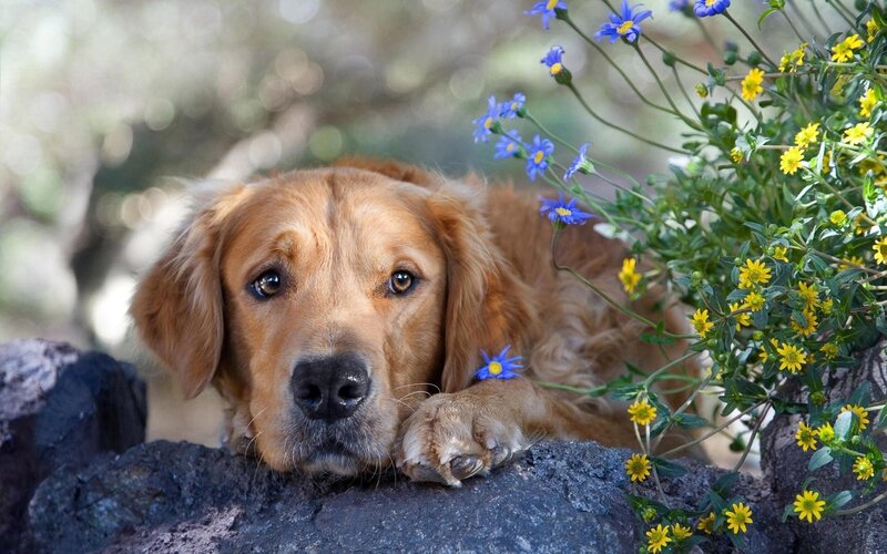 Golden Retriever with Flowers