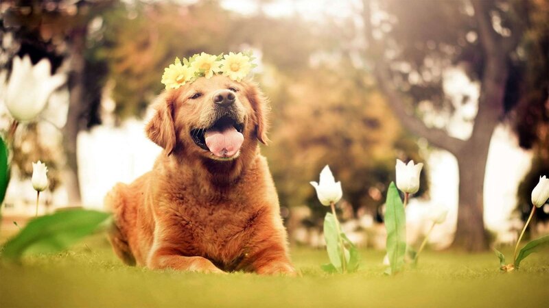 Golden Retriever with Flowers — Green, Peaceful