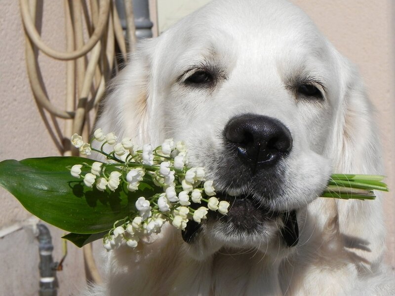 Golden Retriever with Flowers — White, Calm
