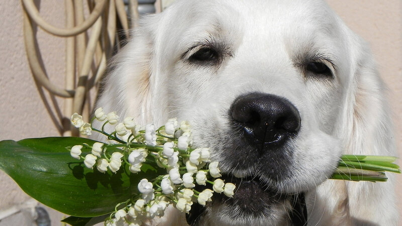 Golden Retriever with Flowers — White