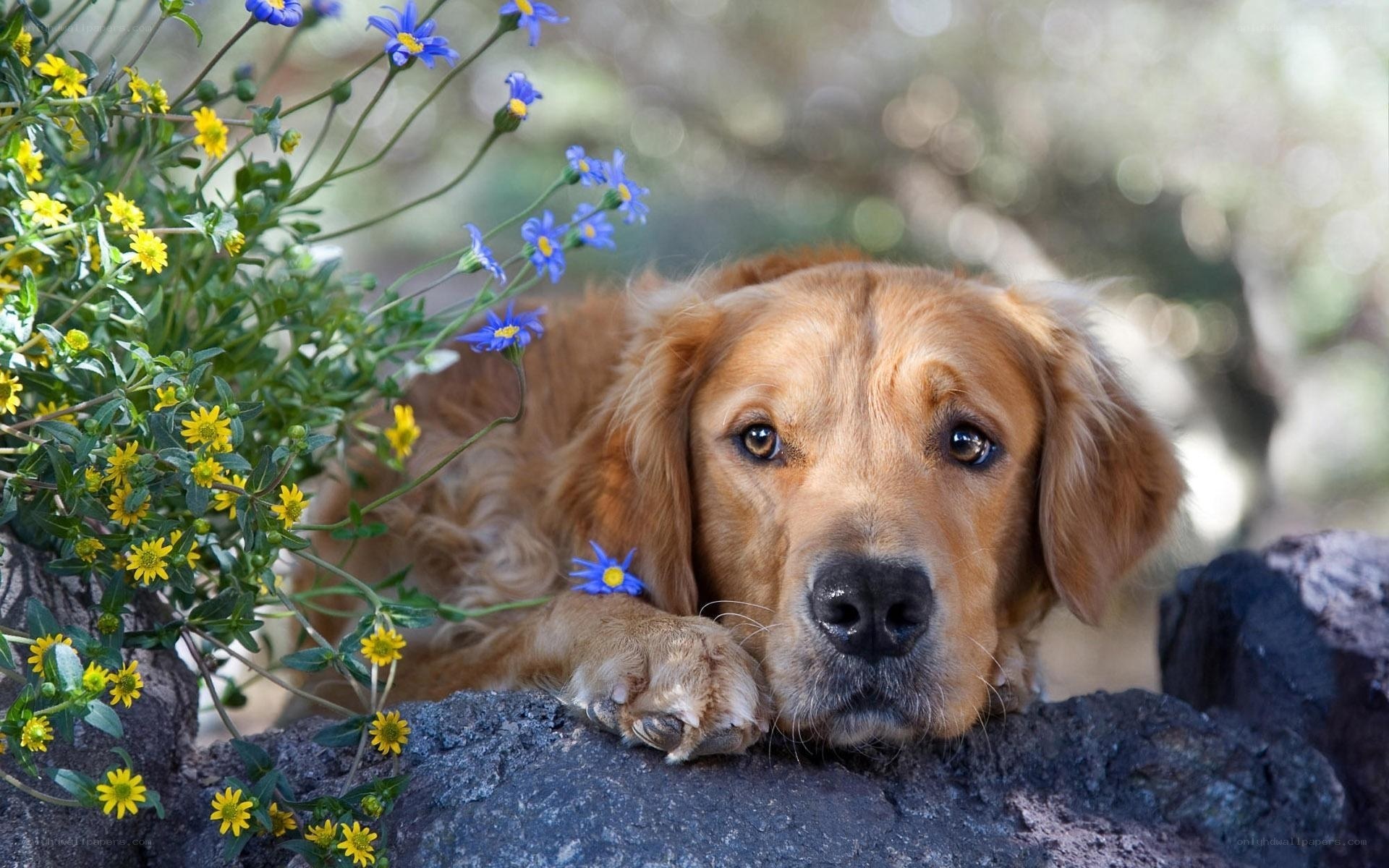 Golden Retriever with Flowers