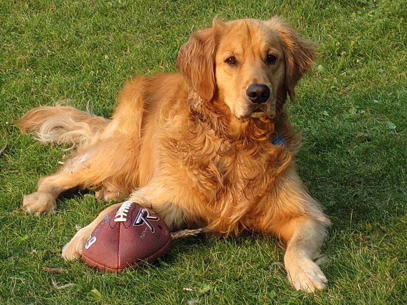 Golden retriever with football