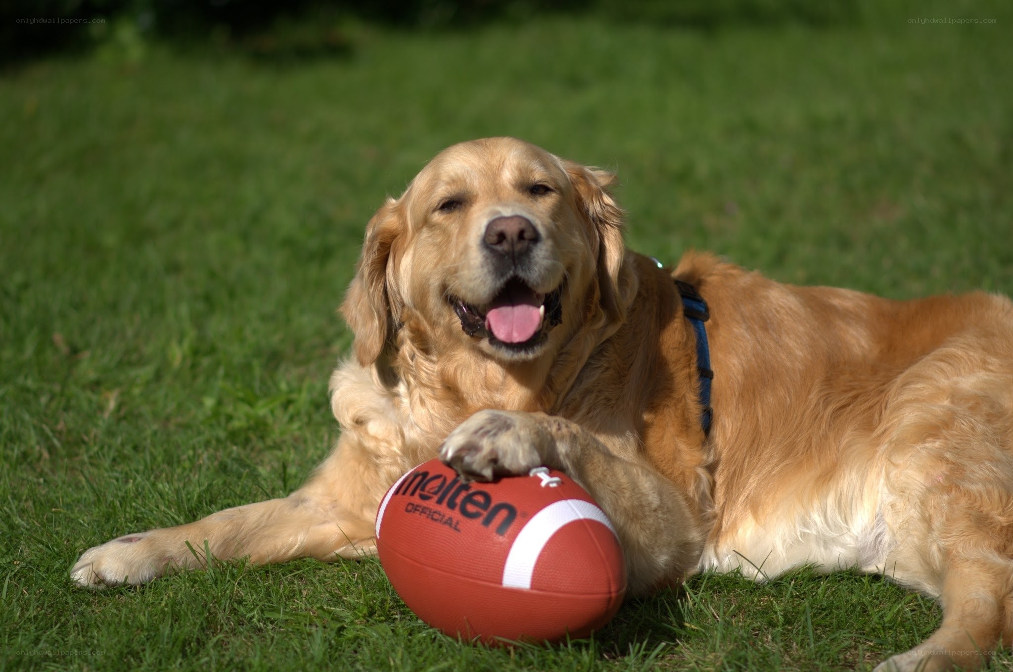 Golden Retriever with Football