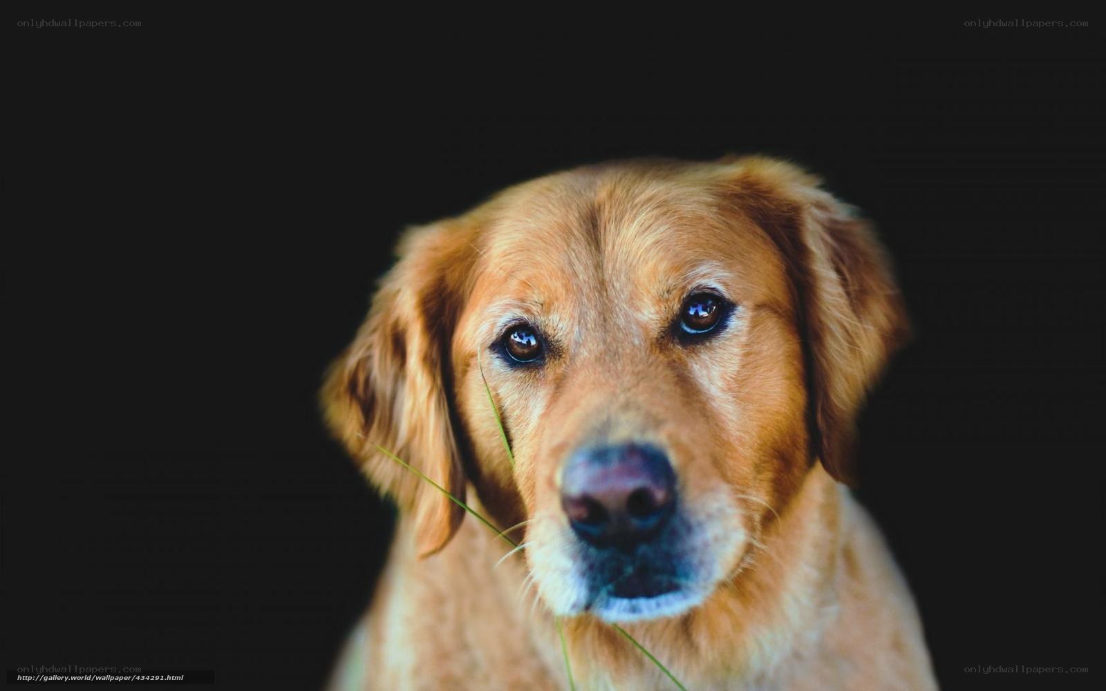 Golden Retriever with Grass