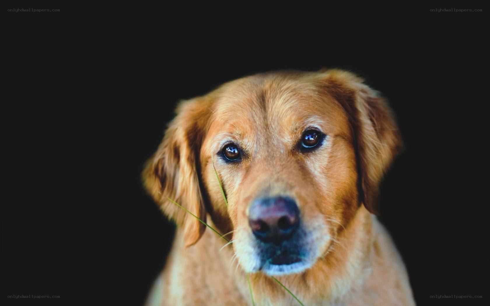 golden retriever with grass