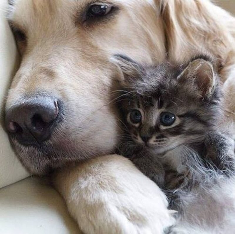 Golden Retriever with Kitten — Brown