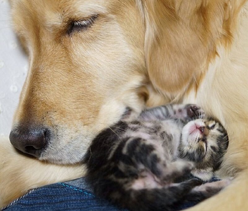 Golden Retriever with Kitten