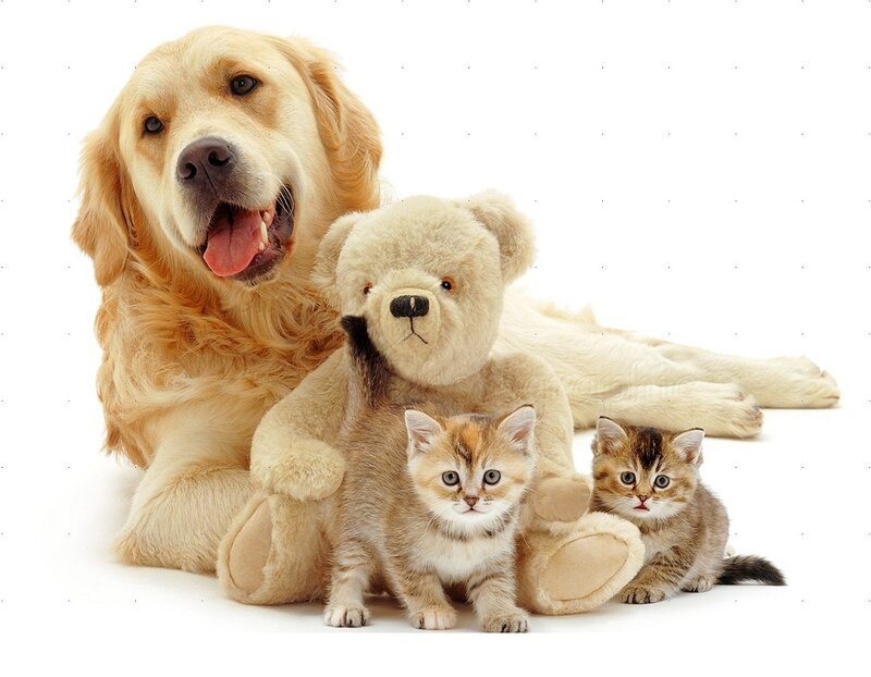 Golden Retriever with Kittens — White, Calm