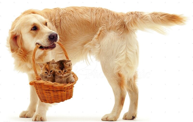 Golden Retriever with Kittens — White