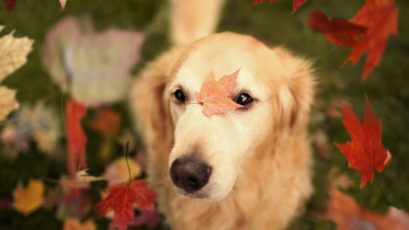 Golden Retriever with Leaf — Brown, Calm, Autumn