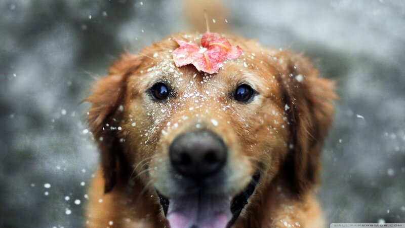 Golden Retriever with Leaf — Brown, Calm