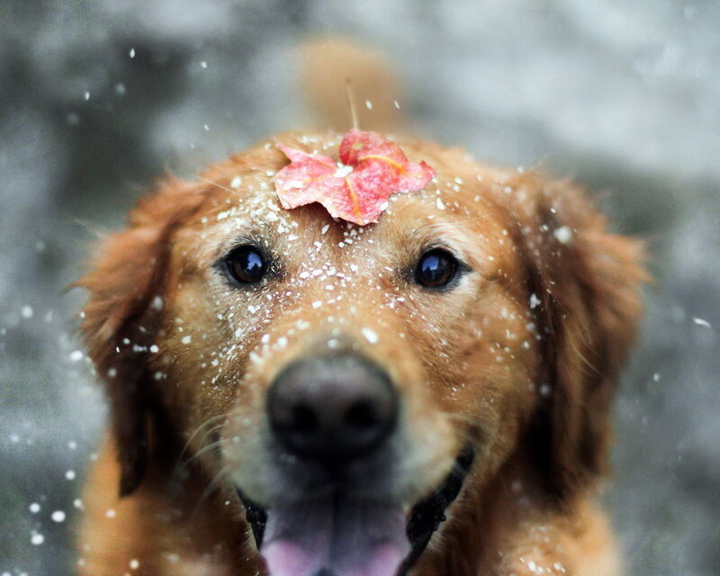 Golden Retriever with Leaf — Brown, Playful