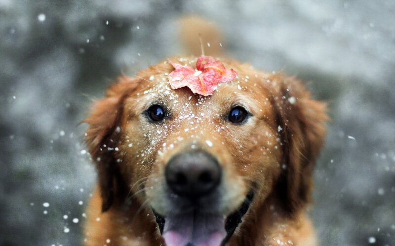 Golden Retriever with Leaf — Brown, Playful, Winter