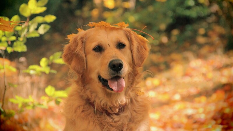 Golden Retriever with Leaf