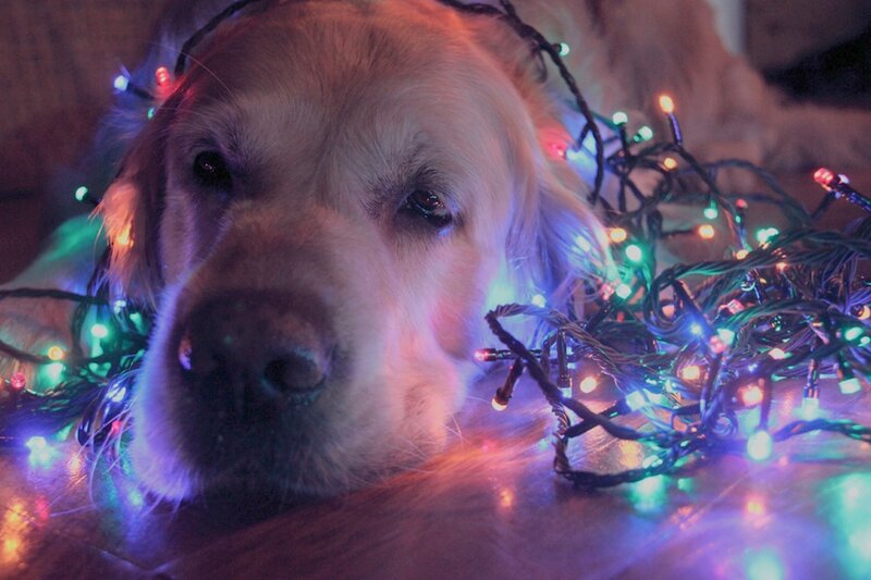 Golden Retriever with Lights