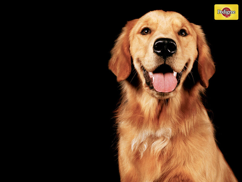 Golden Retriever with Pedigree logo