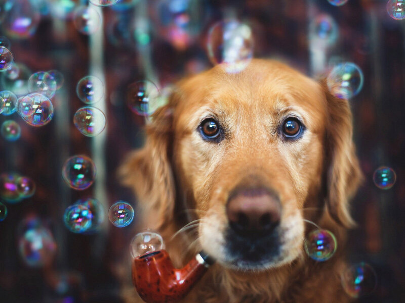 Golden Retriever with Pipe — Brown