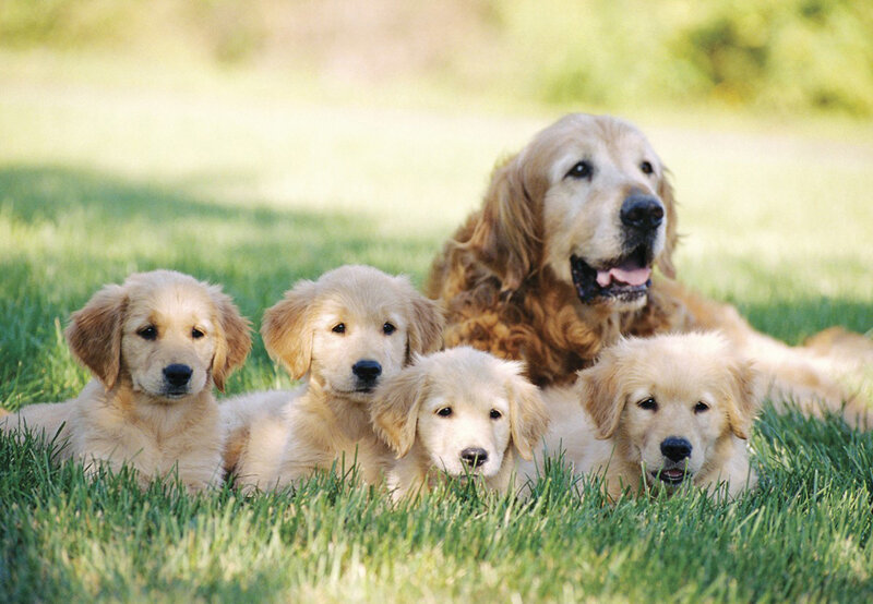 Golden retriever with puppies