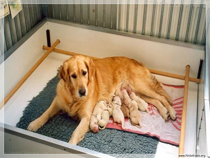 Golden Retriever with Puppies