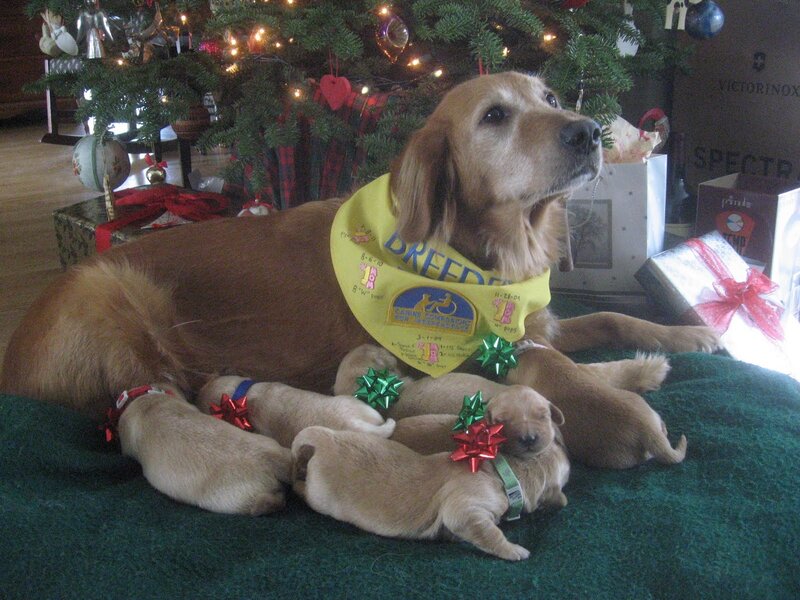Golden Retriever with Puppies — Brown