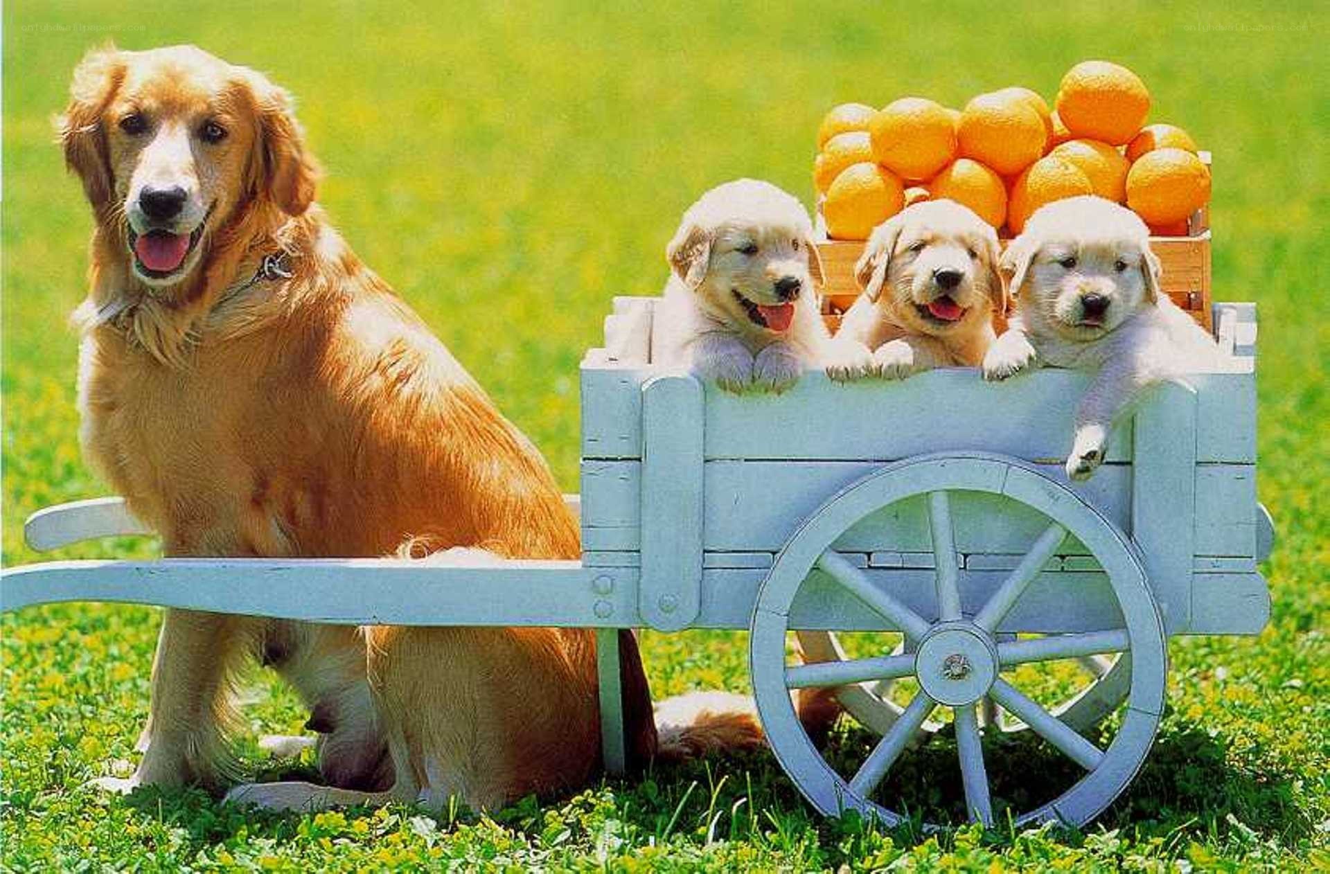 Golden Retriever with Puppies