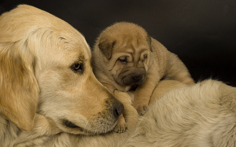 Golden Retriever with puppy