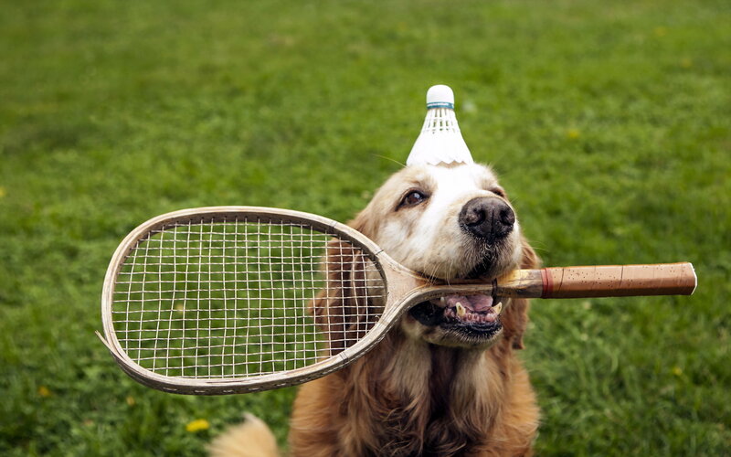 Golden Retriever with Racket