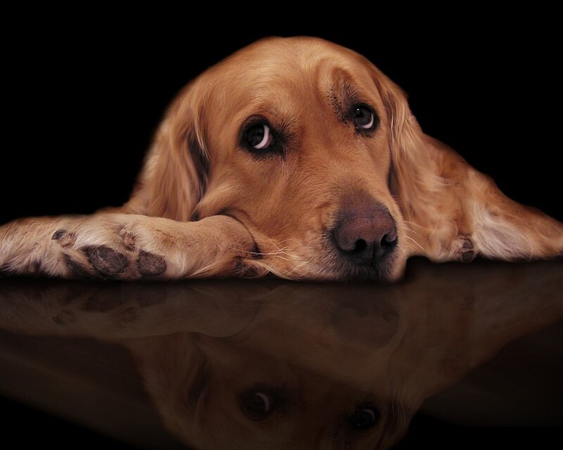 Golden Retriever with Reflection