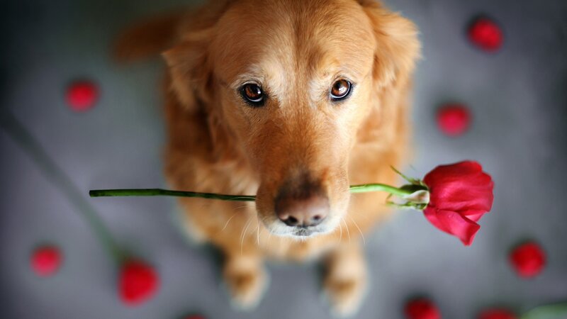 Golden Retriever with Rose — Brown, Calm, Photograph, Dog