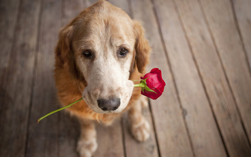 Golden Retriever with Rose — Brown, Calm