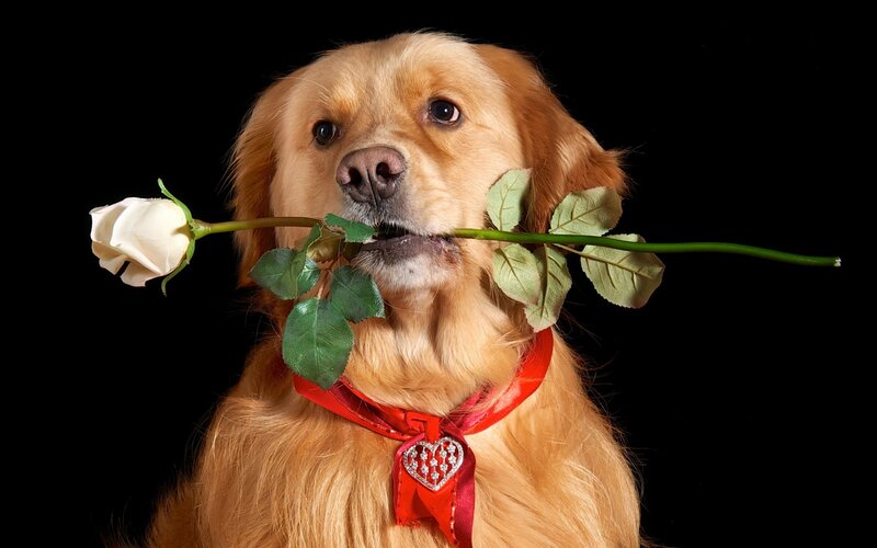 Golden Retriever with Rose — Brown, Dramatic