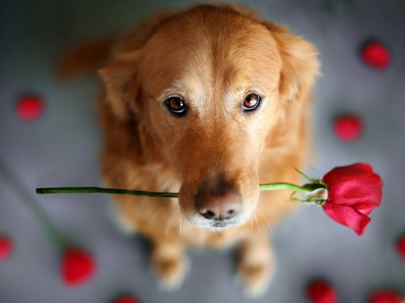 Golden Retriever with Rose — Brown