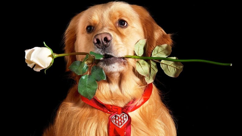 Golden Retriever with Rose — Gold