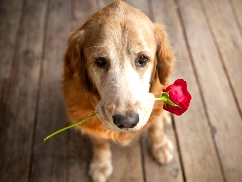 Golden Retriever with Rose