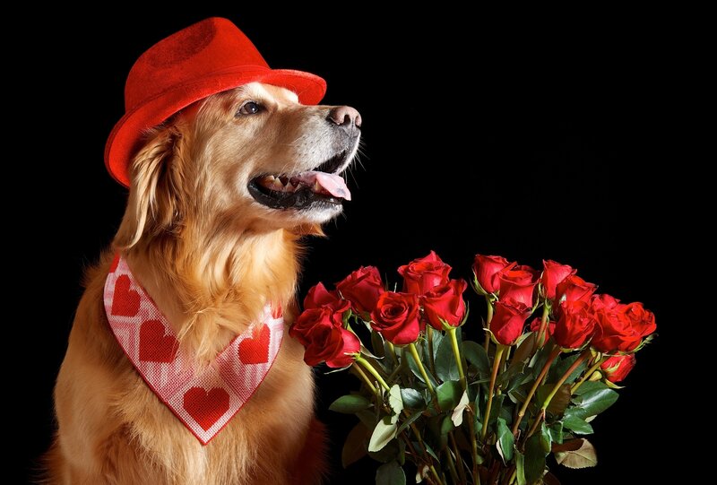 Golden Retriever with Roses